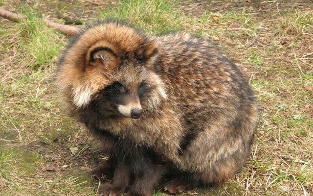 Raccoon Dog reference