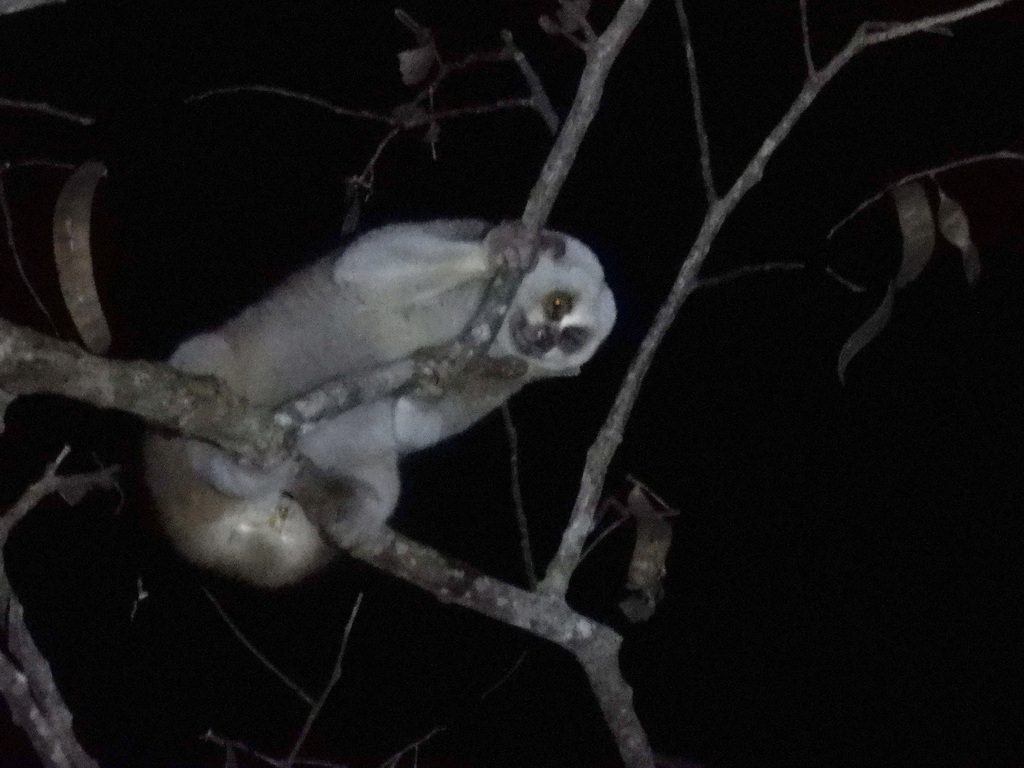 Bengal Slow Loris reference
