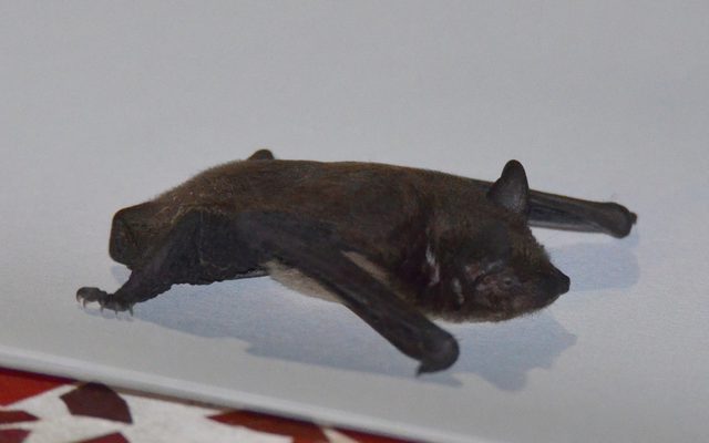 Evening Bat reference