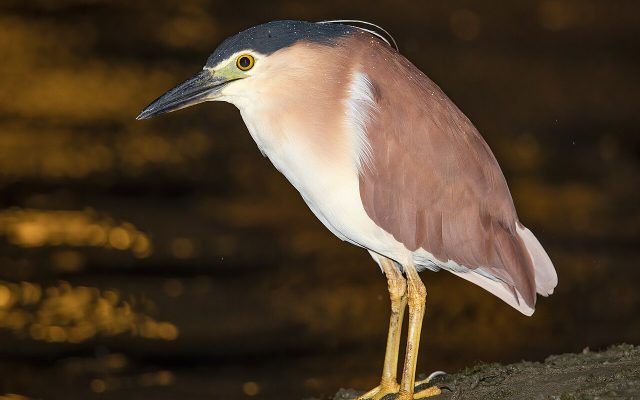Nankeen Night Heron reference