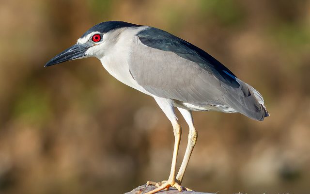 Black-Crowned Night Heron reference