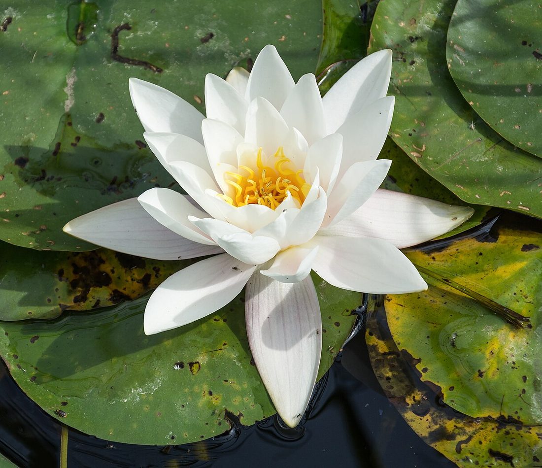 European White Waterlily reference