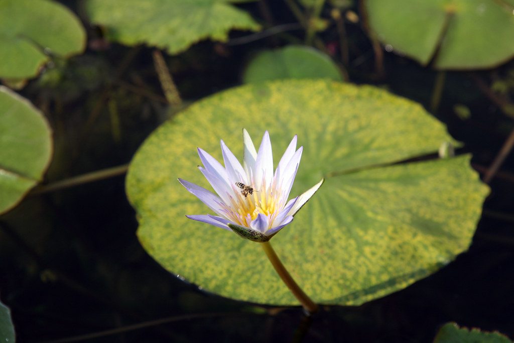 Egyptian white water-lily reference
