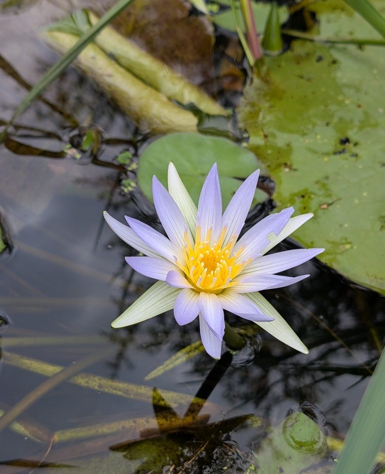 Nymphaea nouchali reference