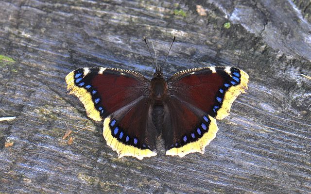 Mourning Cloak reference
