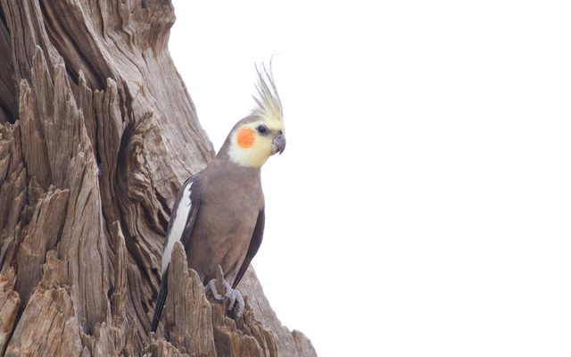 Cockatiel reference