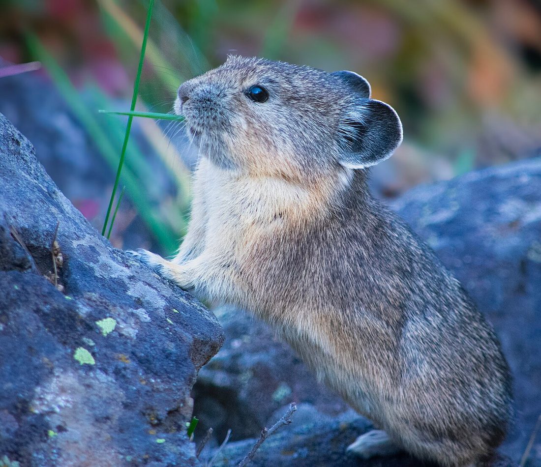 American Pika reference