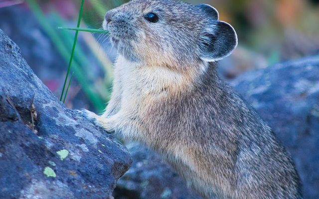 American Pika reference
