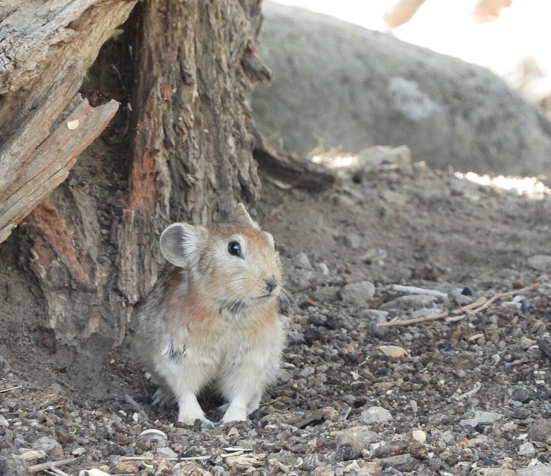 Afghan Pika reference