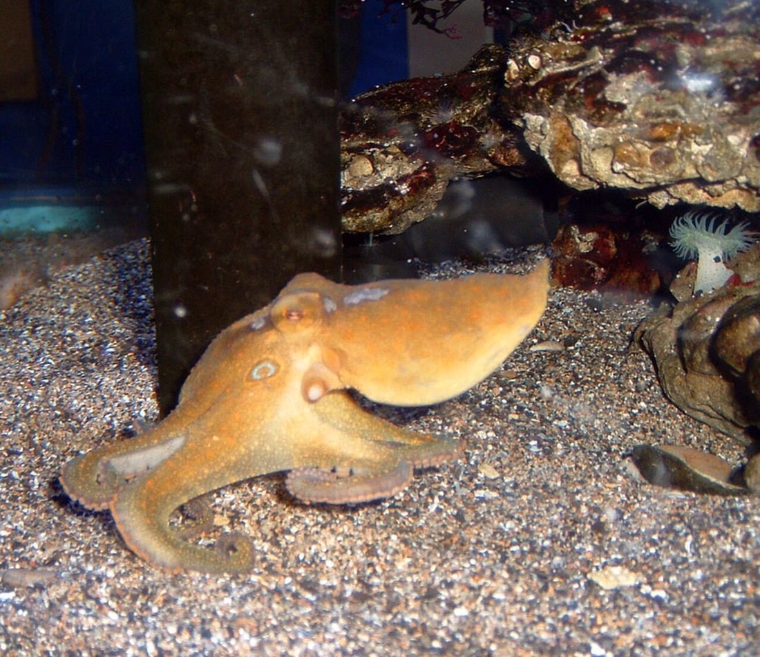 California Two-spot Octopus reference