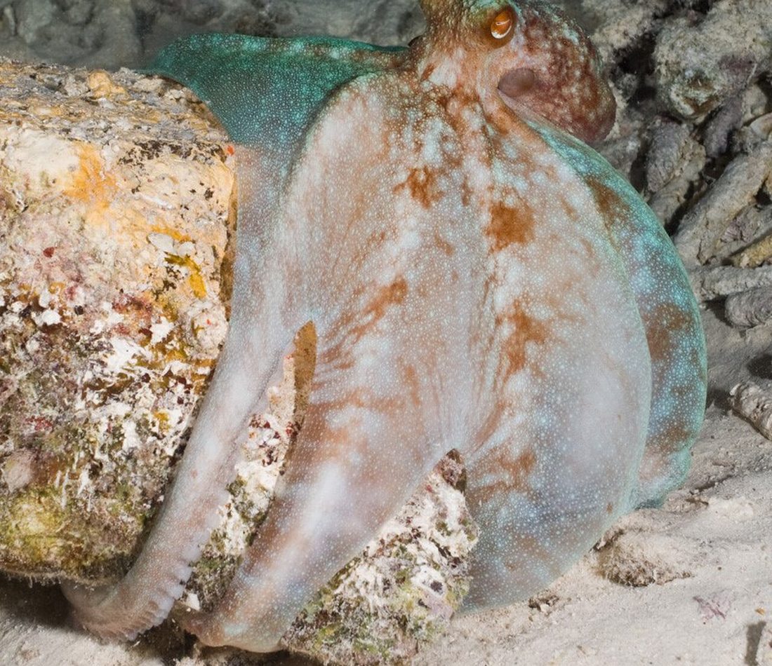 Caribbean Reef Octopus reference