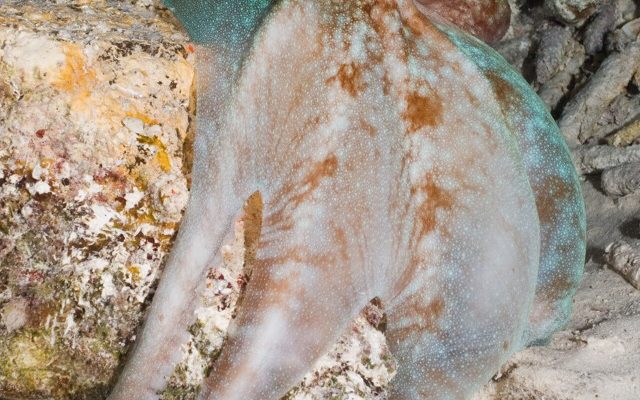 Caribbean Reef Octopus reference