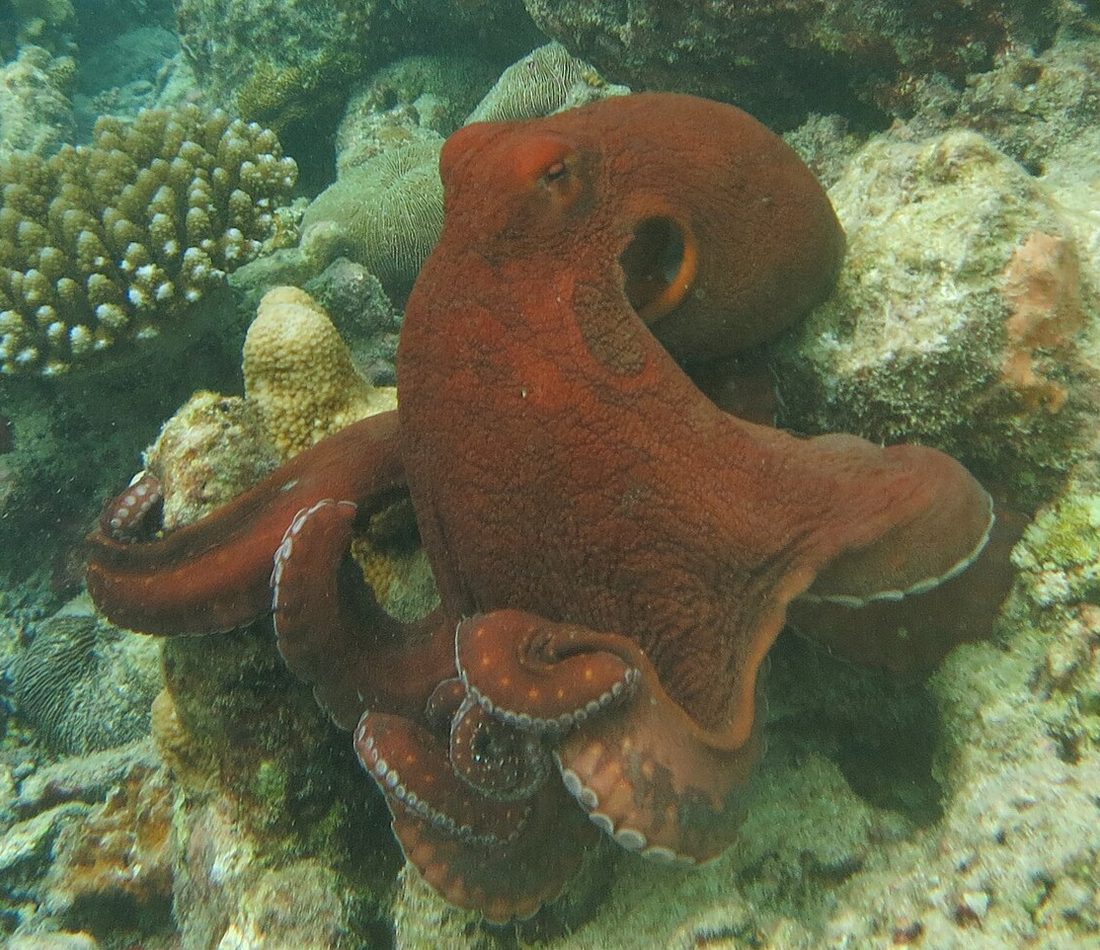 Day Octopus reference