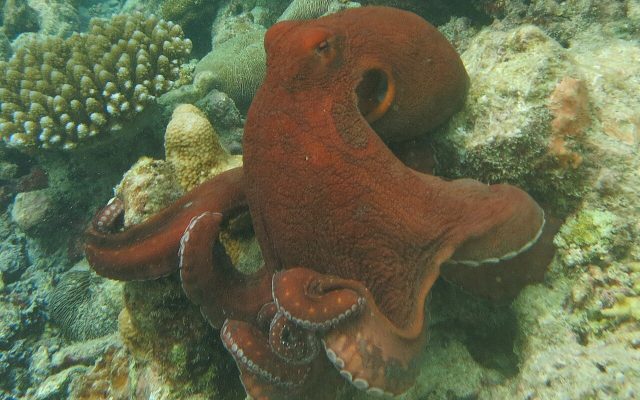 Day Octopus reference