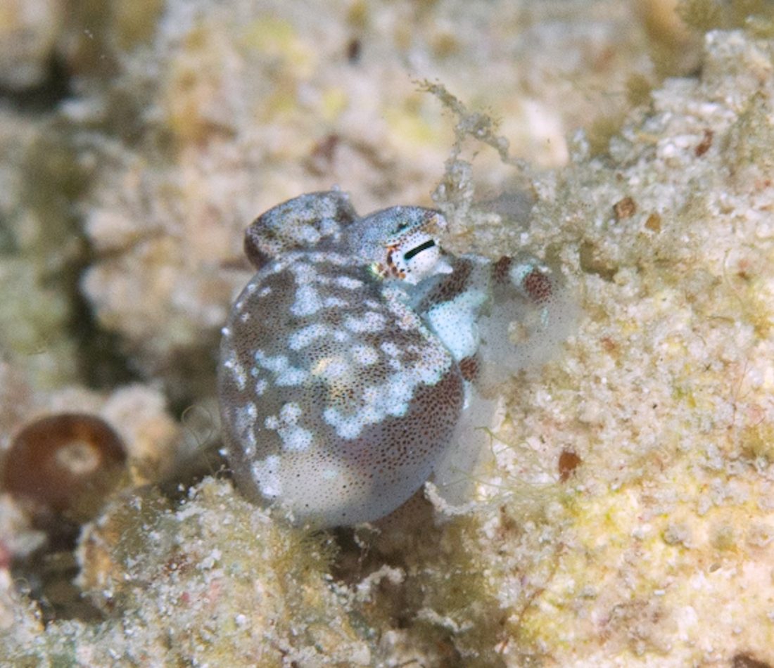 Atlantic Pygmy Octopus reference