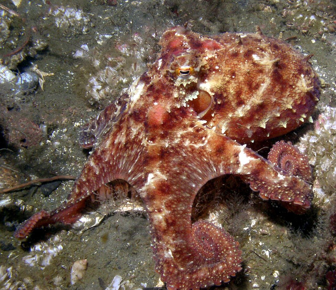 East Pacific Red Octopus reference