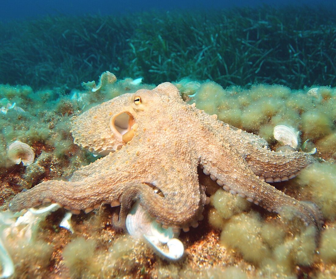 Common Octopus reference