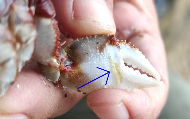 Horned Ghost Crab reference