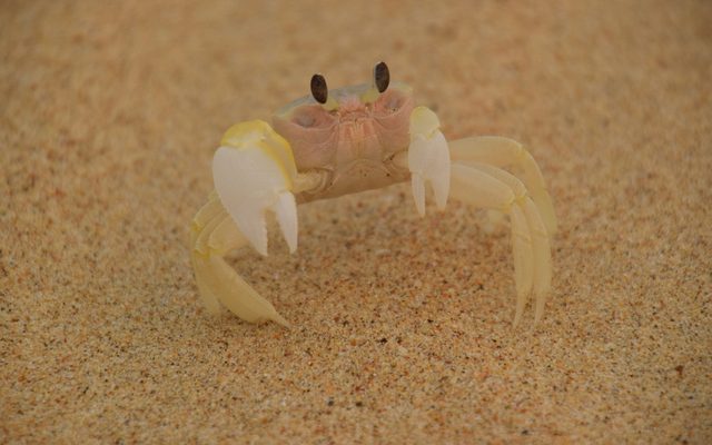 Smooth-handed Ghost Crab reference
