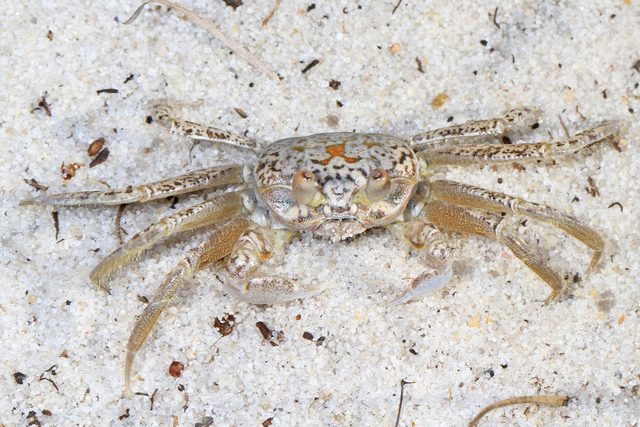 Atlantic Ghost Crab reference