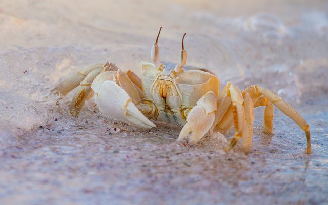 Red Sea Ghost Crab reference
