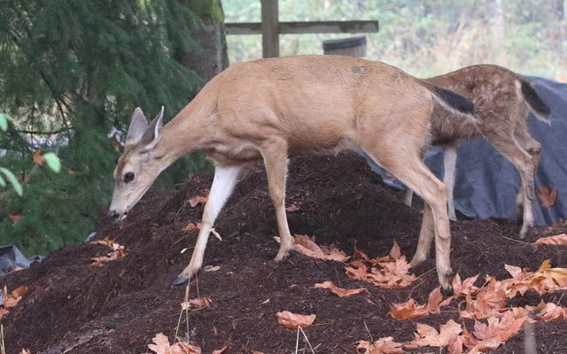 Columbian Black-tailed Deer reference