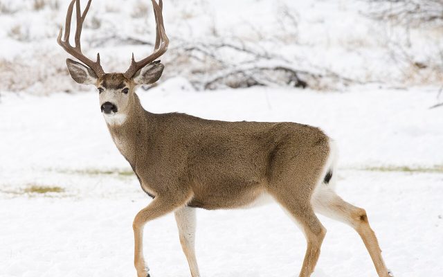 Rocky Mountain Mule Deer reference