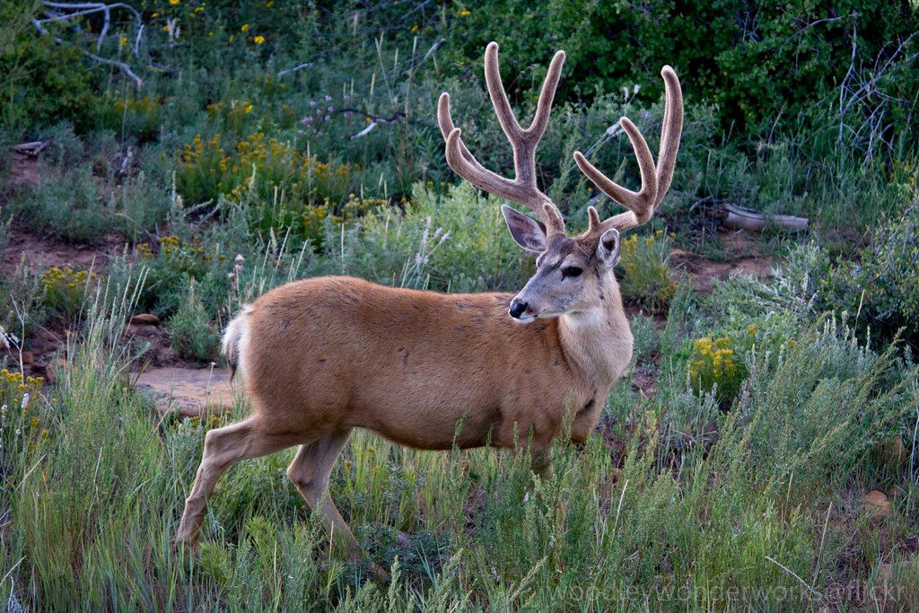 Odocoileus hemionus reference