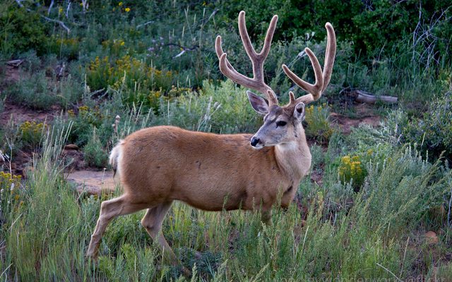Mule Deer reference