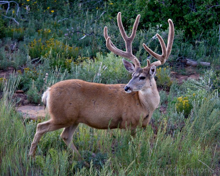 Mule Deer