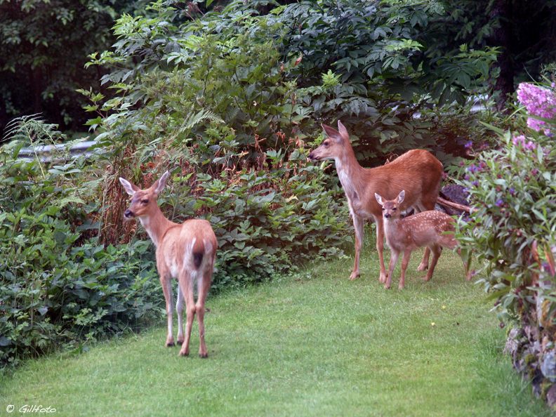 Odocoileus hemionus sitkensis reference