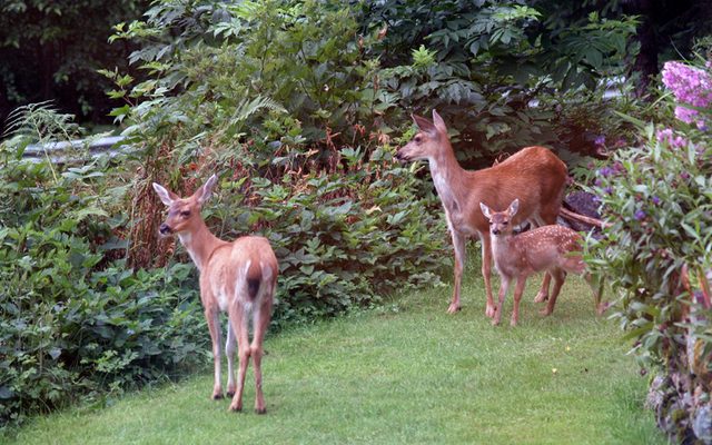 Sitka Black-tailed Deer reference