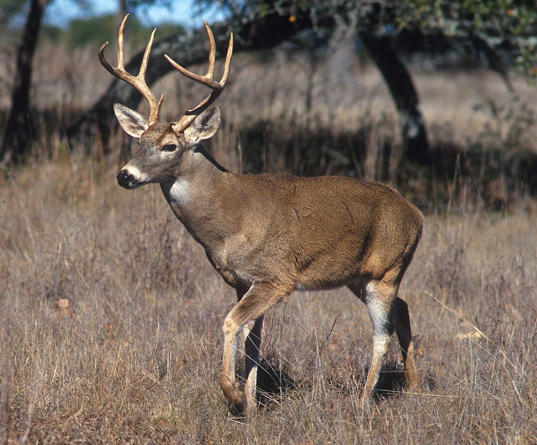 White-tailed Deer reference