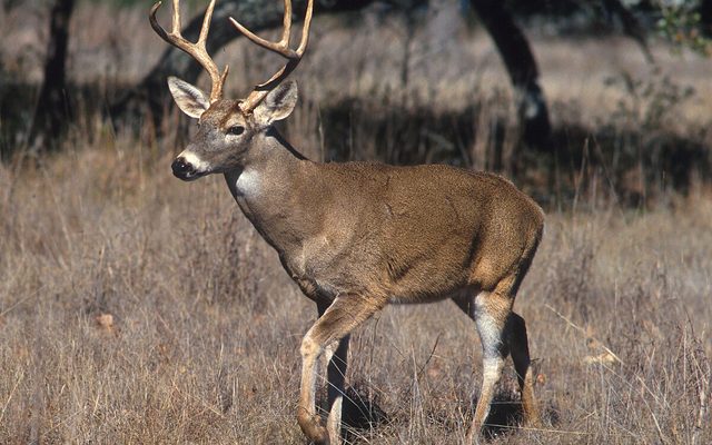 White-tailed Deer reference
