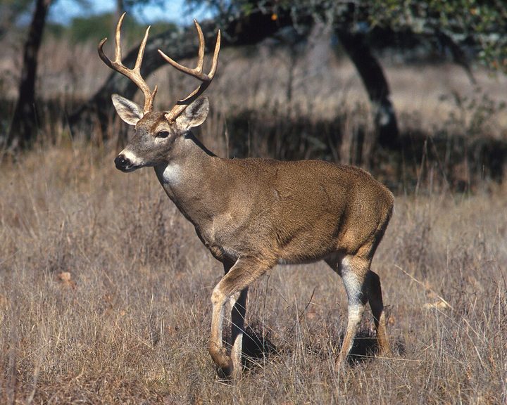 White-tailed Deer