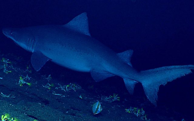 Smalltooth Sand Tiger reference