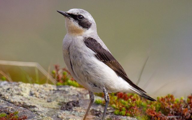 Northern Wheatear reference