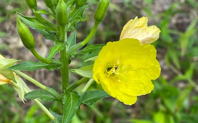 Common Evening Primrose reference