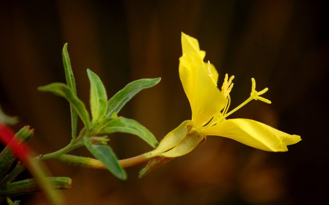 Hooker's Evening Primrose reference