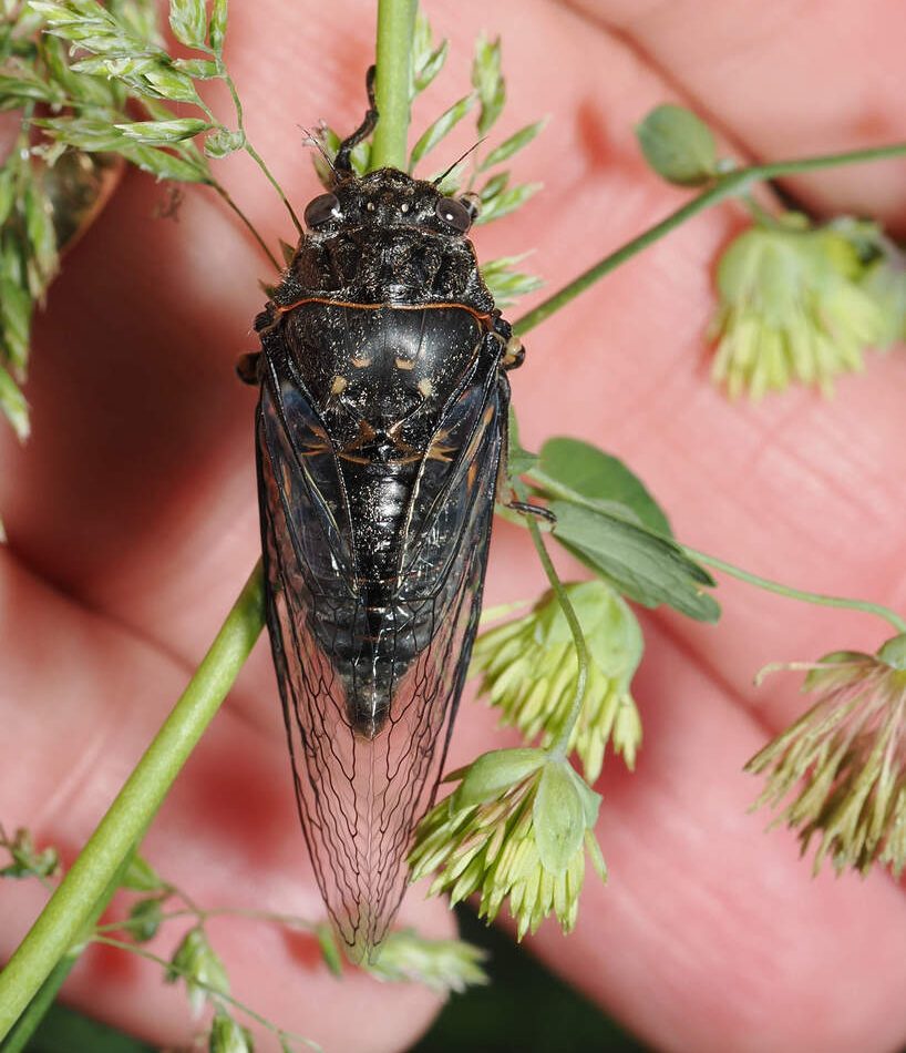 Mountain Cicada reference