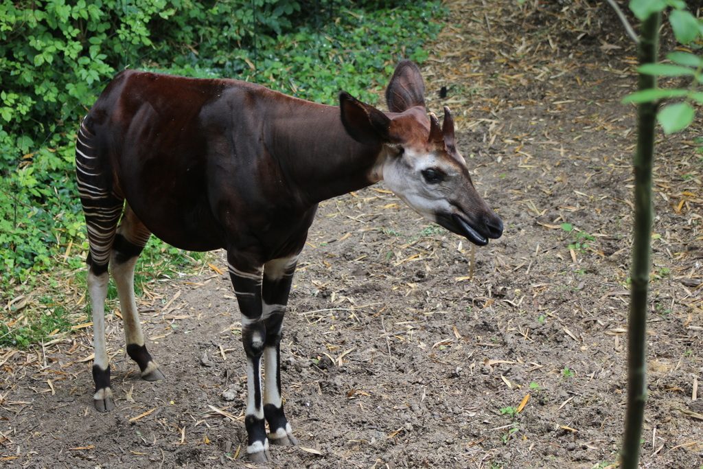 Okapi reference
