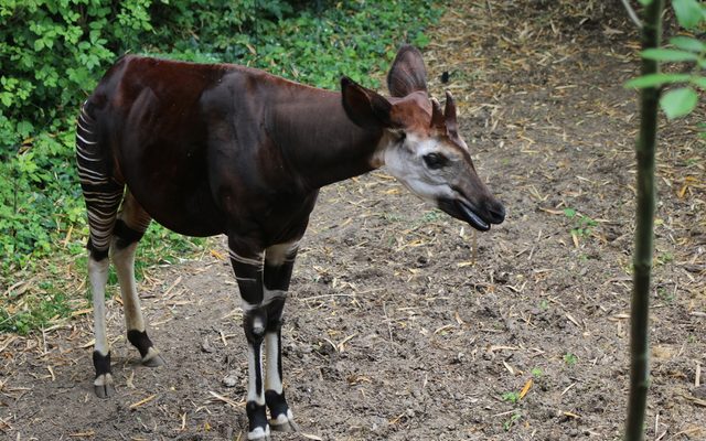 Okapi reference