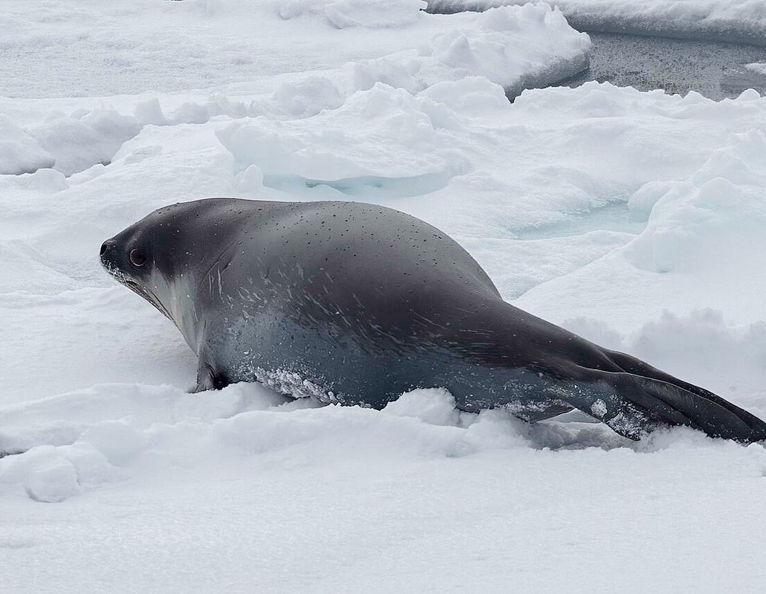 Ross Seal reference