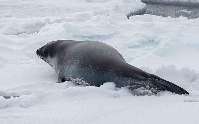 Ross Seal reference