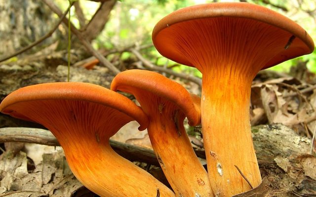 Jack-o'-Lantern Mushroom reference