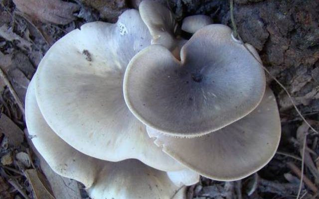 Ghost Fungus reference