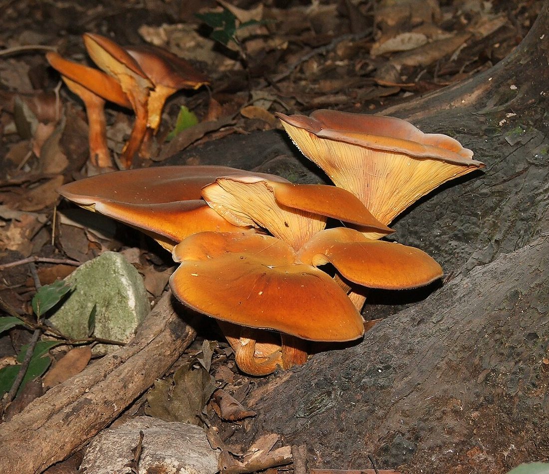 Jack-o'-Lantern Mushroom reference