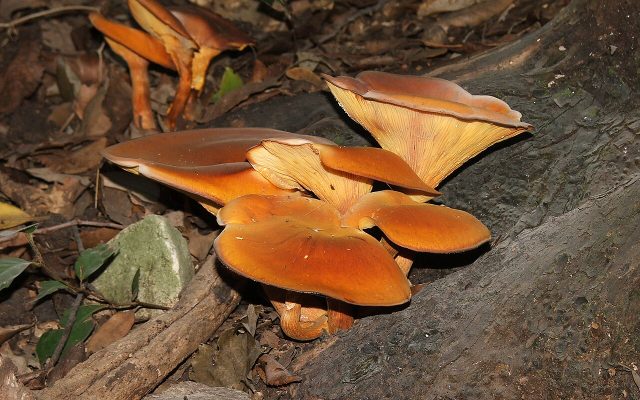Jack-o'-Lantern Mushroom reference