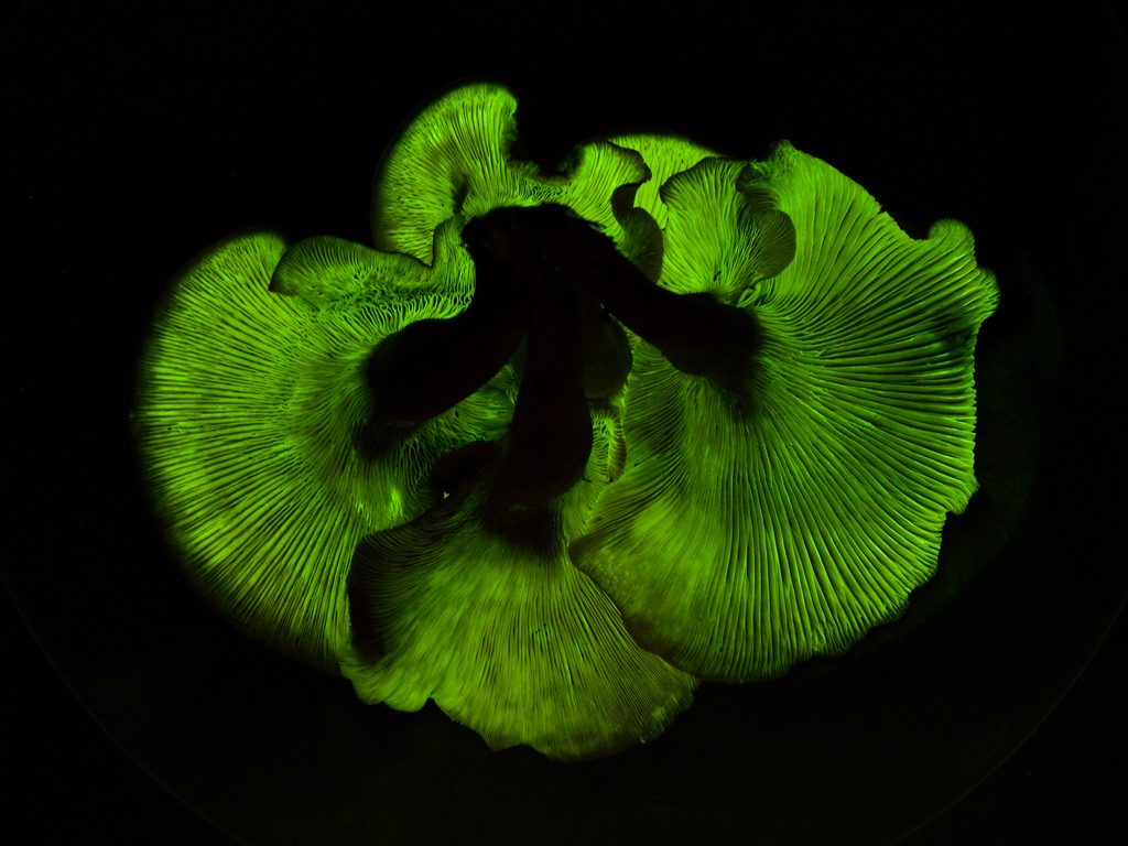 Southern Jack-O'-Lantern Mushroom reference