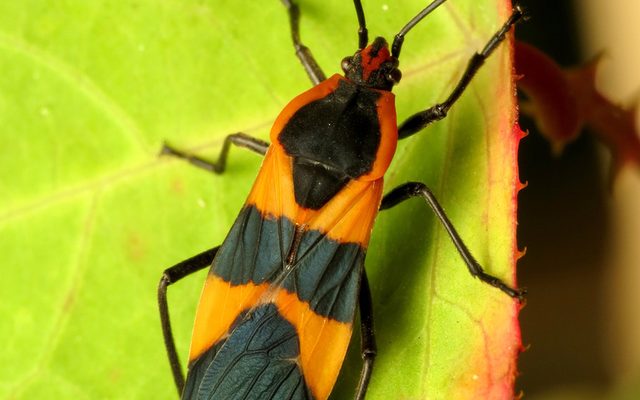Large Milkweed Bug reference